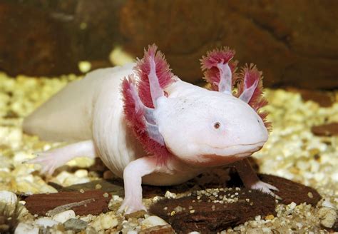  Axolotle: Cette créature aquatique aux branchies externes peut-elle vraiment régénérer ses membres ?