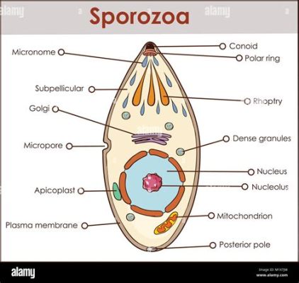  Dynamomastigote! Un Microbe Sporozoa qui Fait Tourner les Têtes (et les Cellules)!