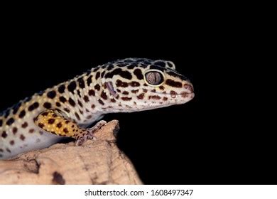  Eublepharis Macularius : Un lézard nocturne aux yeux charmants qui ne clignent jamais !