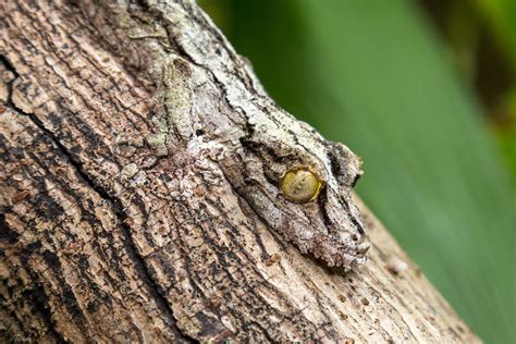  Kraspedon: Un Myriapode Fascinant Qui Parfait l'Art de la Camouflage et des Déplacements Incroyables!