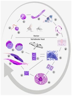  Leucocytozoon! Un parasite astucieux qui manipule le système immunitaire de ses hôtes