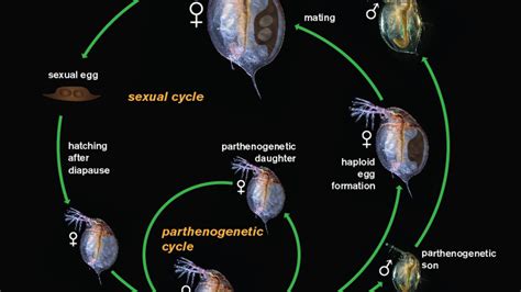 Nymphoide! Un Crustacé Inconsidérable Qui Dévoile une Stratégie Reproductive Épatante