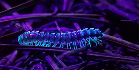  Quaking Millipede: A Wiggly Wonder with Thousand Legs that Embraces a Life of Decomposition!