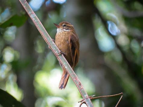  Xénops: Une Petite Créature Nocturne aux Yeux Perçants qui Chasse dans les Ombres des Forêts Tropicales !