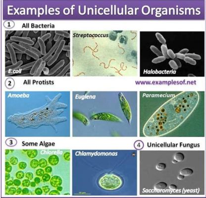  Actinophryxis! Une créature microscopique fascinante qui se déplace par des pseudopodes rayonnants et consomme d’autres organismes unicellulaires avec une voracité insatiable.