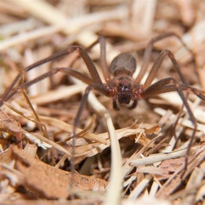  Brown Recluse Spider: A Tiny Terror Hiding In Shadows With Silky Threads!