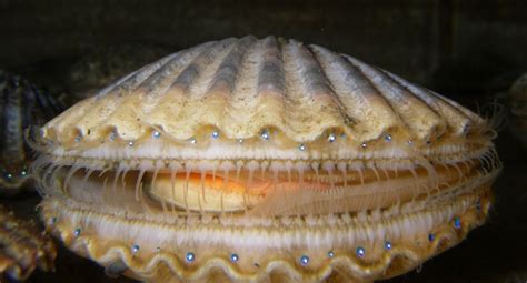  Coquille Saint-Jacques : Une créature aux eaux limpides qui se nourrit de particules minuscules en suspension!