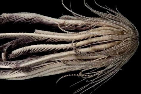  Gymnangium: Une créature marine scintillante aux mouvements ondulatoires hypnotiques !