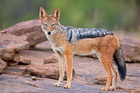  ジャッカル! Des Chasseurs Nocturnes aux Yeux Perçants et une Force Naturelle Impressionnante