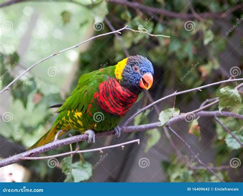  Loriquet, un petit perroquet aux couleurs éclatantes qui arbore fièrement ses plumes de toutes les nuances !