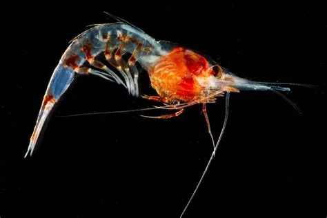  Opossum Shrimp : Un Crustacé Bioluminescent Qui Remonte le Temps à Travers la Nuit!