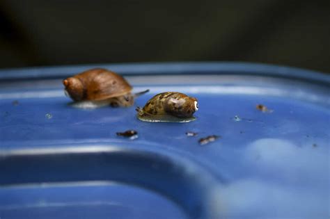  Ovate Snail:  Can This Shell-Dwelling Connoisseur Conquer its Carnivorous Cravings?