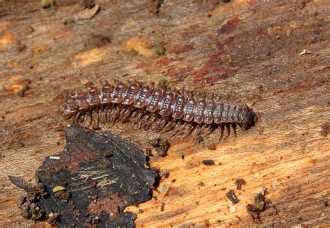  Polydesmus! Un Diplopode Qui Rait Trembler Vos Jardins (et vos Bottes!)