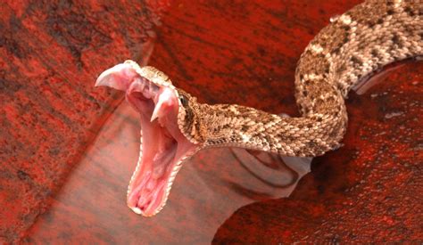 Rattlesnake, un reptile aux écailles brillantes qui siffle pour avertir ses proies!