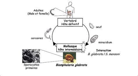 Schistosoma! Un Ver Sanguin Qui Vive Dans Le Corps Des Hôtes