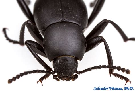 Tenebrionidae ! Découvrez l'univers fascinant des « beetles noirs du désert » et leurs stratégies de survie exceptionnelles