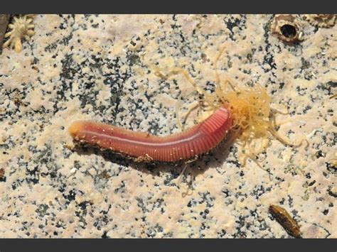  Terebella! Découvre l'incroyable créature marine qui construit ses propres maisons et filtre la nourriture du sable