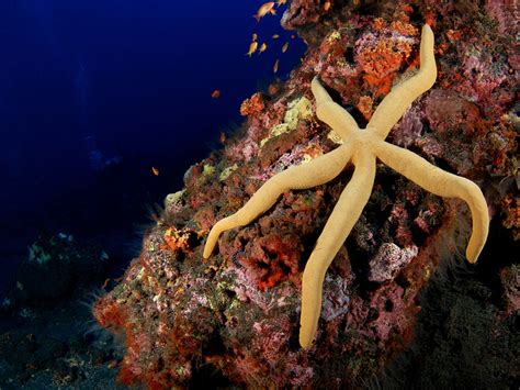  Trombidiiformes! Découvrez le monde fascinant de ces petites créatures aux mille pattes