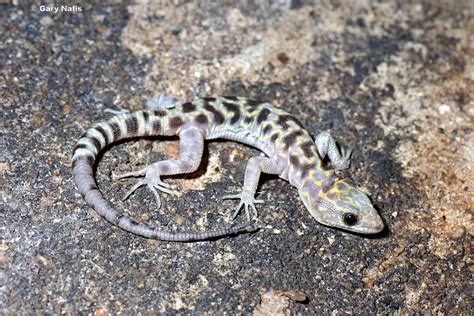  Xantus’s Night Lizard : Un Reptile Nocturne aux Yeux Perçants et à la Peau Rugueuse!